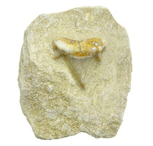 Otodus tooth inlaid in matrix