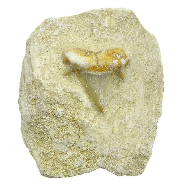 Otodus tooth inlaid in matrix Otodus tooth inlaid in matrix