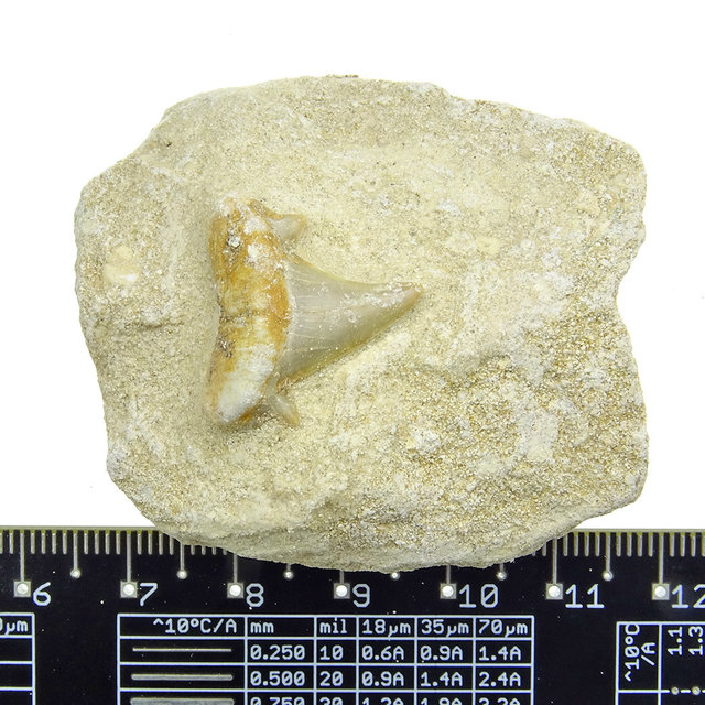 Otodus tooth inlaid in matrix Otodus tooth inlaid in matrix