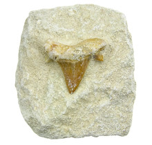 Otodus tooth inlaid in matrix