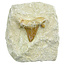 Otodus tooth inlaid in matrix