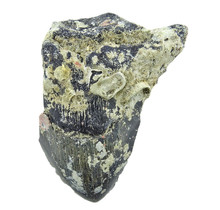 Partial fossil tooth of the Megalodon 11 cm