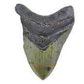 Fossil tooth of the Megalodon Fossil tooth of the Megalodon
