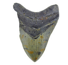 Fossiler Zahn des Megalodon