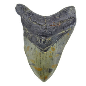 Fossiele Megalodon tand 12 cm