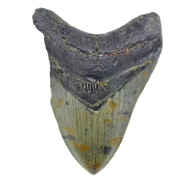 Fossiele tand van de Megalodon Fossiele tand van de Megalodon