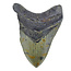 Fossil Megalodon tooth