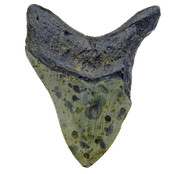 Fossil tooth of the Megalodon Fossil tooth of the Megalodon