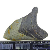 Fossiele tand van de Megalodon Fossiele tand van de Megalodon