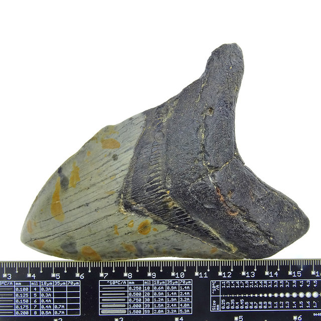 Fossiele tand van de Megalodon Fossiele tand van de Megalodon