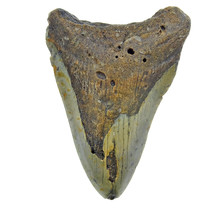Fossil tooth of the Megalodon