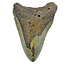 Fossil Megalodon Haifischzahn