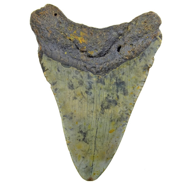 Fossil tooth of the Megalodon Fossil tooth of the Megalodon