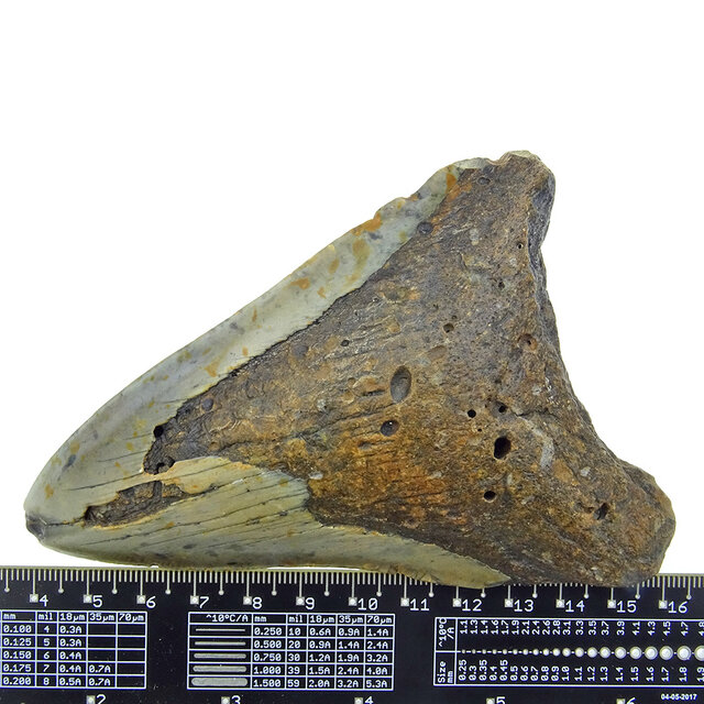 Fossil tooth of the Megalodon Fossil tooth of the Megalodon