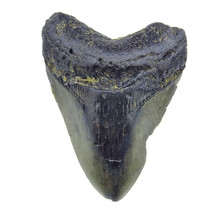 Fossil Megalodon Haifischzahn