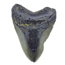 Fossil Megalodon tooth 11 cm