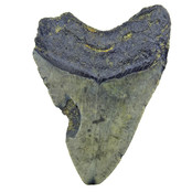 Fossiler Zahn des Megalodon Fossiler Zahn des Megalodon