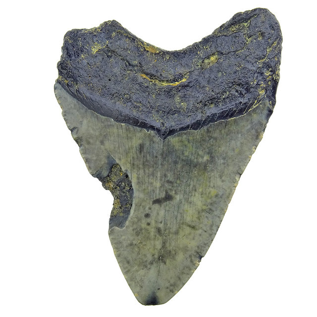 Fossiler Zahn des Megalodon Fossiler Zahn des Megalodon