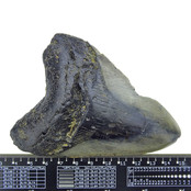 Fossiele tand van de Megalodon Fossiele tand van de Megalodon