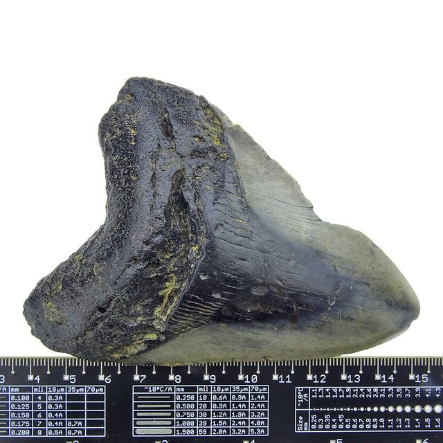 Fossiele tand van de Megalodon Fossiele tand van de Megalodon