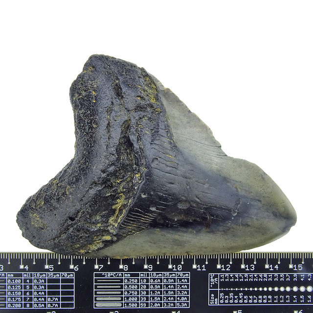 Fossiler Zahn des Megalodon Fossiler Zahn des Megalodon