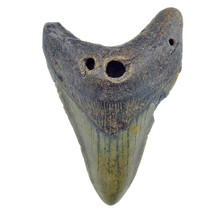 Fossil Megalodon Haifischzahn