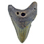 Fossil Megalodon Haifischzahn