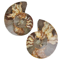 Ammonite, sawed and polished