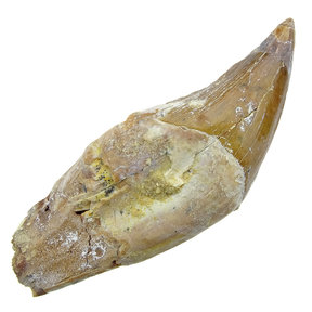 Basilosaurus-Zahn