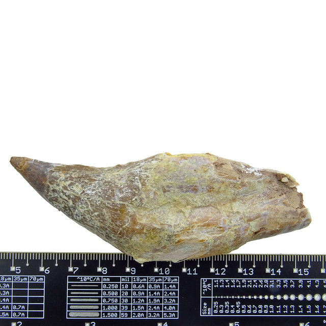 Fossil basilosaurus tooth Fossil basilosaurus tooth