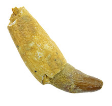 Fossil basilosaurus tooth