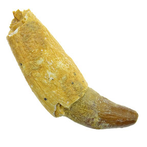 Basilosaurus tooth