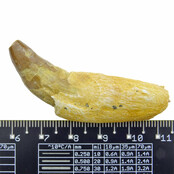Fossil basilosaurus tooth
