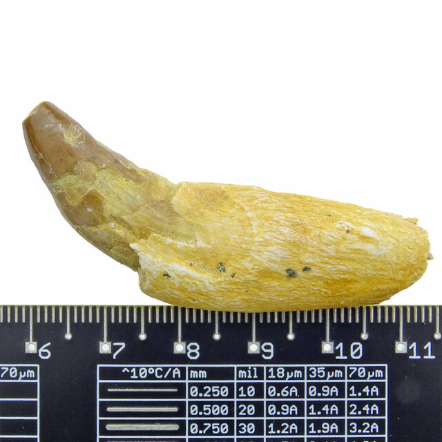 Fossil basilosaurus tooth