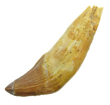 Fossil basilosaurus tooth