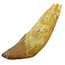 Fossil basilosaurus tooth