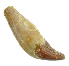 Fossil basilosaurus tooth