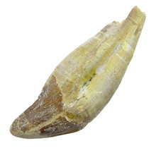 Fossil basilosaurus tooth