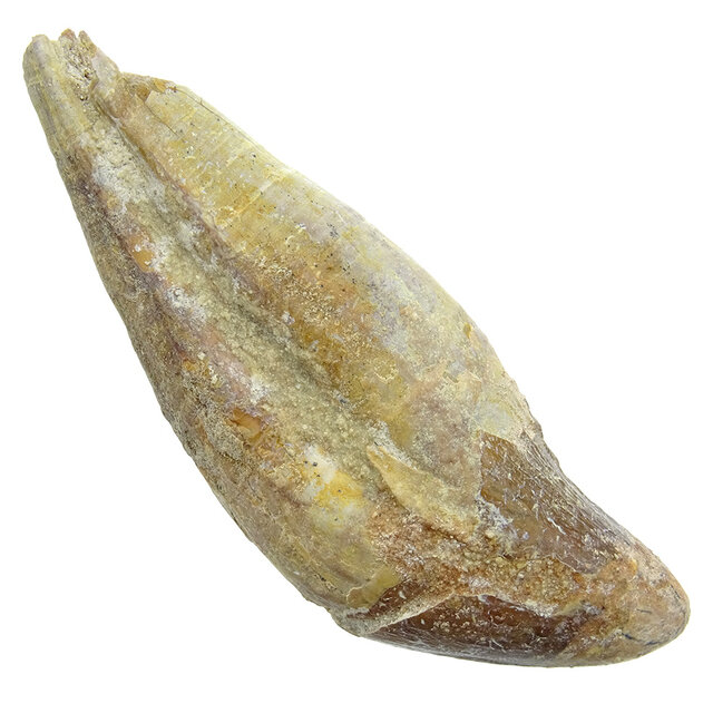Fossil basilosaurus tooth Fossil basilosaurus tooth