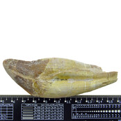 Fossil basilosaurus tooth Fossil basilosaurus tooth