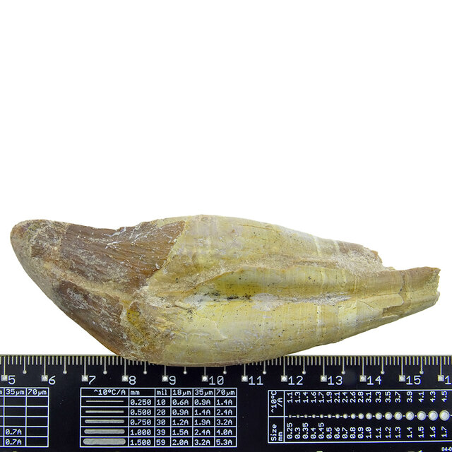 Fossil basilosaurus tooth Fossil basilosaurus tooth