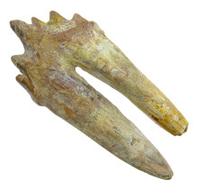 Fossil basilosaurus tooth