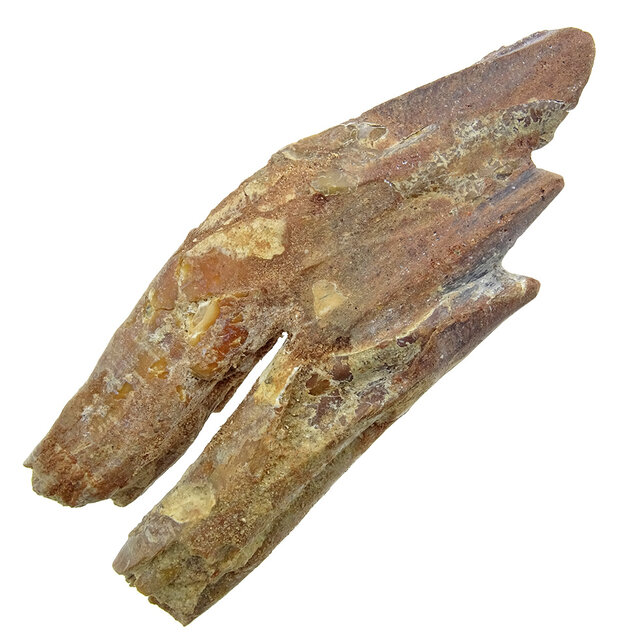 Fossiele basilosaurus tand Fossiele basilosaurus tand