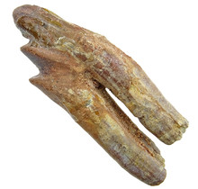 Fossil basilosaurus tooth