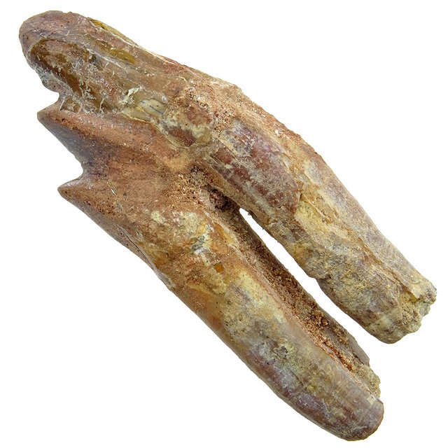 Fossiele basilosaurus tand Fossiele basilosaurus tand