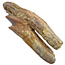 Fossiele basilosaurus tand