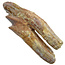 Fossil basilosaurus tooth