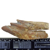 Fossiele basilosaurus tand Fossiele basilosaurus tand