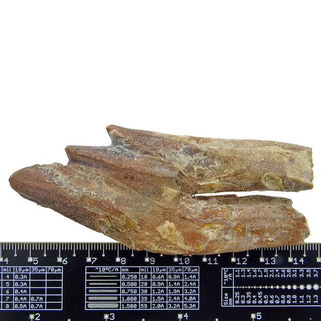 Fossiele basilosaurus tand Fossiele basilosaurus tand