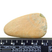 Celestobarit aus England